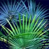 Aesthetic Palm Frond Diamond Paintings