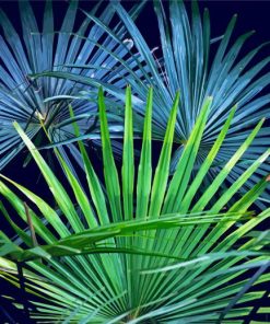 Aesthetic Palm Frond Diamond Paintings