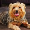 Australian Terrier Dog Animal Diamond Paintings