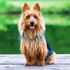 Australian Terrier Diamond Paintings