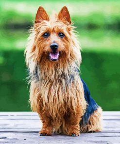 Australian Terrier Diamond Paintings