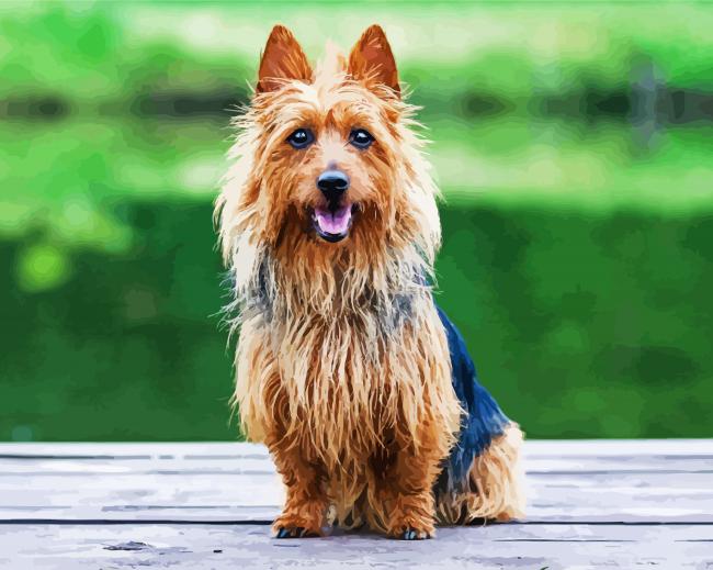 Australian Terrier Diamond Paintings