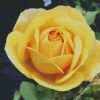 Beautiful Yellow Floribunda diamond painting