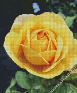 Beautiful Yellow Floribunda diamond painting