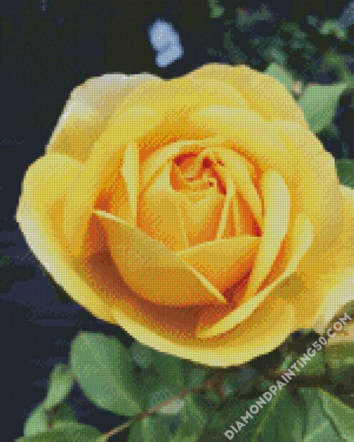 Beautiful Yellow Floribunda diamond painting