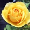 Beautiful Yellow Floribunda diamond painting