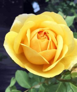 Beautiful Yellow Floribunda diamond painting