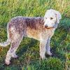 Bedlington Dog Diamond Paintings