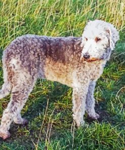 Bedlington Dog Diamond Paintings