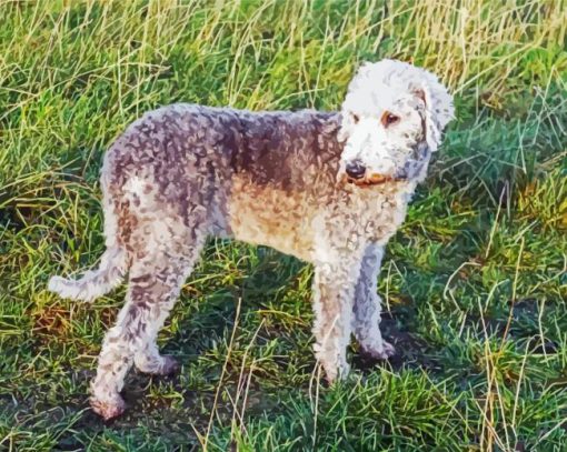 Bedlington Dog Diamond Paintings