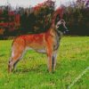 Belgian Malinois Dog diamond painting