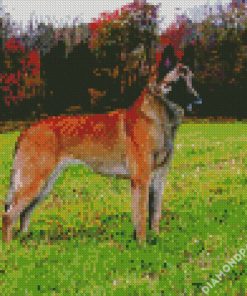 Belgian Malinois Dog diamond painting