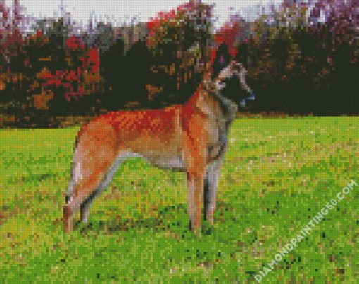 Belgian Malinois Dog diamond painting