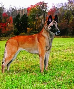 Belgian Malinois Dog diamond painting