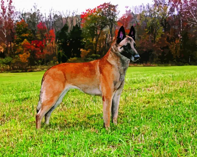 Belgian Malinois Dog diamond painting