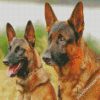 Belgian Malinois Dogs diamond painting