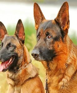 Belgian Malinois Dogs diamond painting