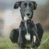 Black Lurcher Dog diamond painting