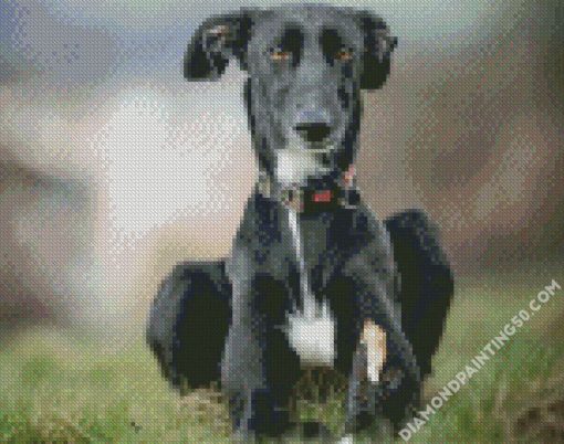 Black Lurcher Dog diamond painting