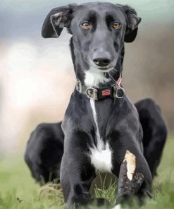 Black Lurcher Dog diamond painting