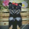 Black Maltipom Puppy diamond painting