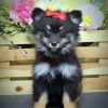 Black Maltipom Puppy diamond painting