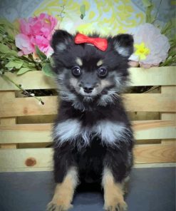 Black Maltipom Puppy diamond painting