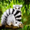 Tail Lemur Diamond Paintings