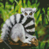 Tail Lemur Diamond Paintings