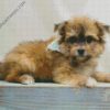 Blonde Maltipom Puppy diamond painting