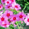 Blooming Phlox Plant Diamond Paintings