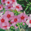 Blooming Phlox Plant Diamond Paintings