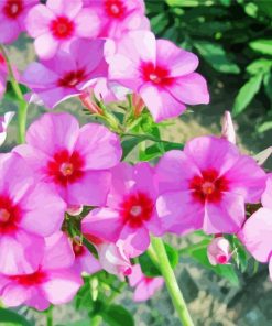 Blooming Phlox Plant Diamond Paintings