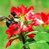 Bumblebee On Indian Paintbrush Diamond Paintings