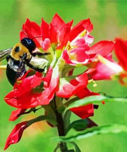 Bumblebee On Indian Paintbrush Diamond Paintings