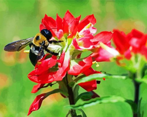 Bumblebee On Indian Paintbrush Diamond Paintings