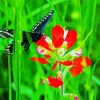 Butterfly On Indian Paintbrush Diamond Paintings