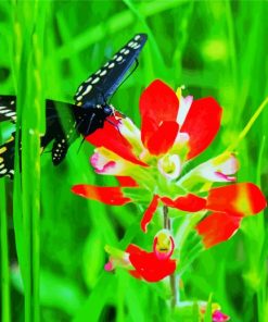 Butterfly On Indian Paintbrush Diamond Paintings