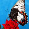 Butterfly Rose Diamond Paintings