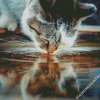 Cat Drinking Water Diamond Paintings