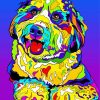 Colorful Bernedoodle Diamond Paintings