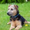 Cute Lakeland Terrier Diamond Paintings