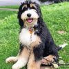 Cute Bernedoodle Diamond Paintings