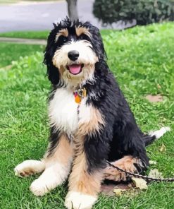 Cute Bernedoodle Diamond Paintings