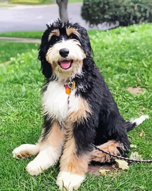 Cute Bernedoodle Diamond Paintings