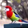 Colorful Rosella Bird Diamond Paintings