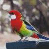 Colorful Rosella Bird Diamond Paintings