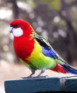 Colorful Rosella Bird Diamond Paintings