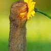 Gopher Smelling Flower Diamond Paintings