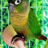 Green Cheeked Bird Diamond Paintings